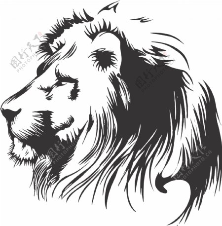 黑色和白色的狮子头矢量素材