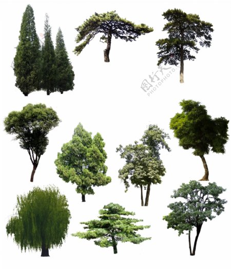 3D室外效果图环境素材绿植树木单株