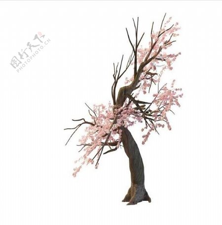 樱花树3d模型