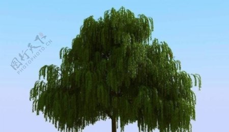 高精细杨柳树模型willow05