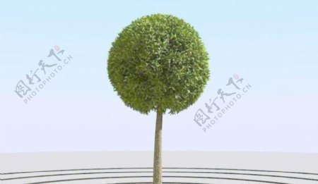 高精细杨柳树模型willow032