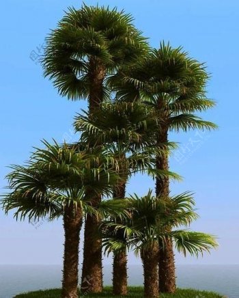 高精细棕榈树windmillpalm01