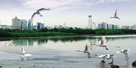 深圳湾海景海湾海鸟飞翔图片