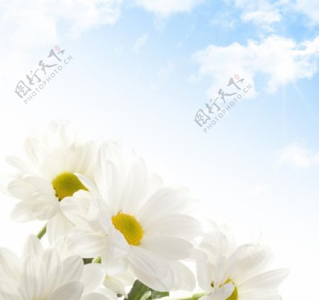 白菊图片