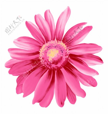 粉色菊花