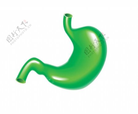 绿色胃模型矢量素材