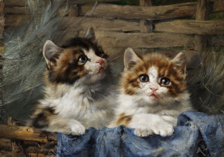 两只小猫图片