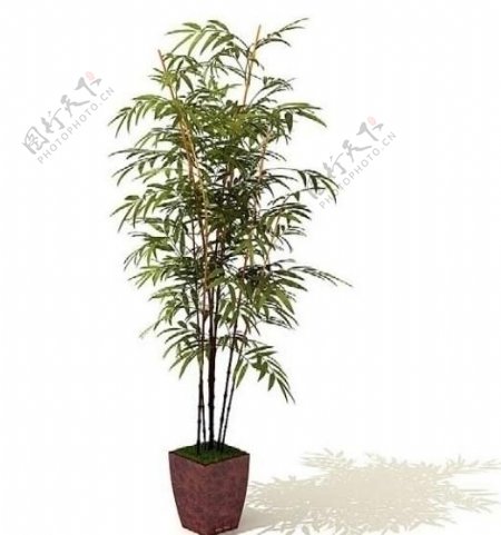3d植物图片