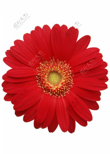 红色雏菊