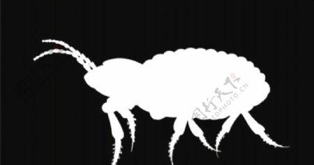 白色蚂蚁视频