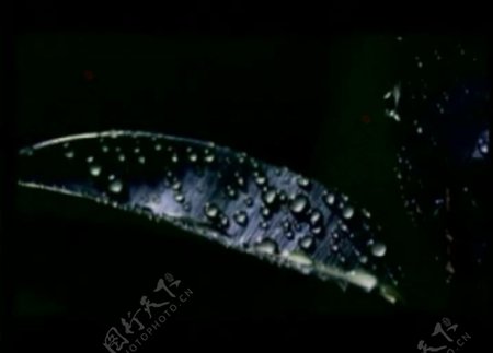 水珠水滴视频素材图片