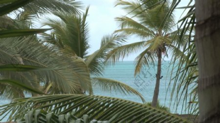 棕榈树与海洋背景股票视频