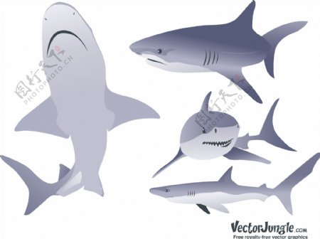 免费矢量鲨鱼的插图
