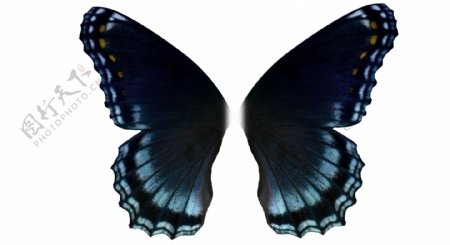 4款蓝色蝴蝶翅膀