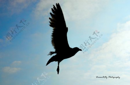 飞舞飞翔的海鸥图片