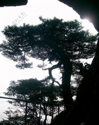 黄山松树剪影图片