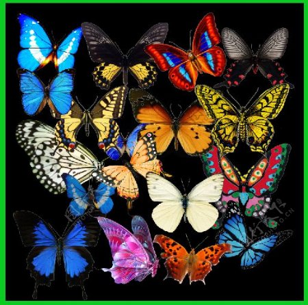 漂亮的蝴蝶可以做装饰点缀素材