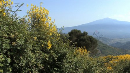 西西里岛的埃特纳火山和黄色的花盘股票视频视频免费下载
