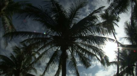仰望天空的棕榈树2股票的录像
