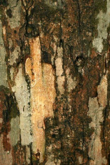 5张高清晰树木的伪装图案JPEG