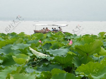 杭州西湖泛舟夏季