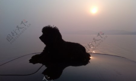 夕阳泰迪犬图片