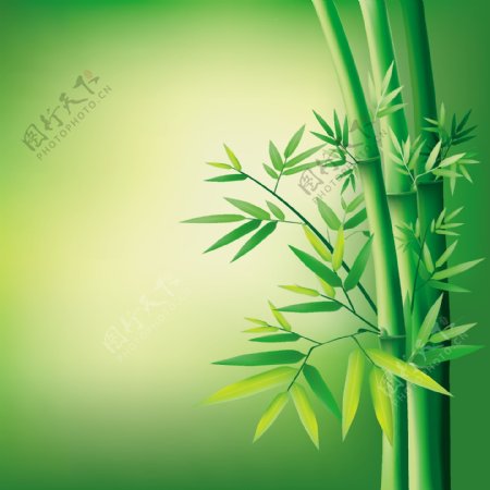 翠绿枝叶竹子矢量素材
