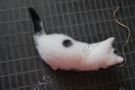 加菲猫异国短毛素材