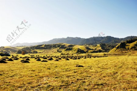 西藏草原风景图片