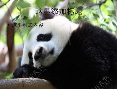 憨态可掬的国宝大熊猫10