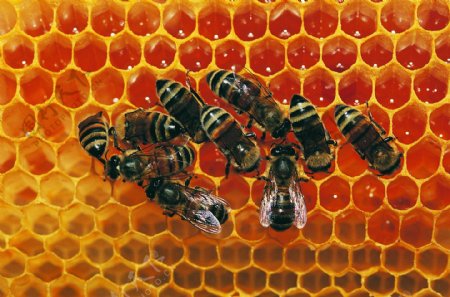 高精度昆虫特写蜜蜂图片