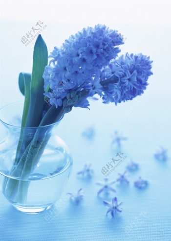 鲜花花瓶紫色鲜花