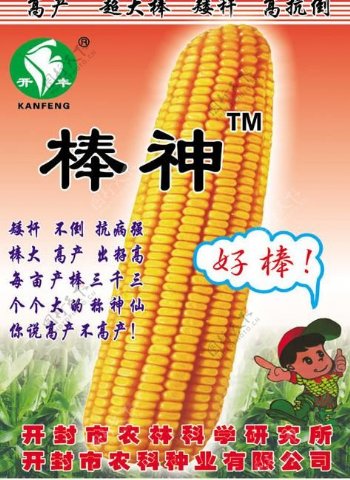 玉米海报设计图片