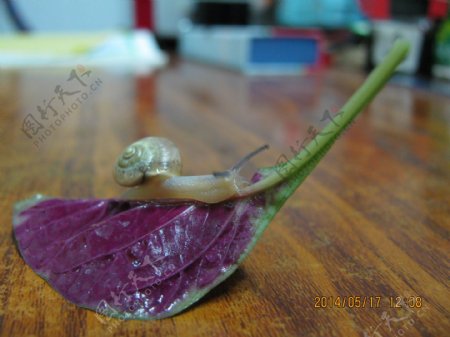 雨后小蜗牛图片