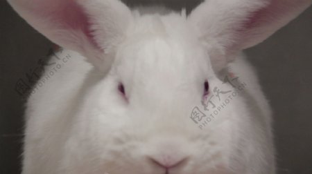 关闭白兔红眼睛股票视频视频免费下载