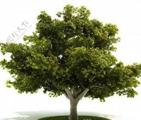 国外精品植物树木灌木3D模型15套4