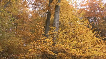 黄色的树叶和树干股票视频
