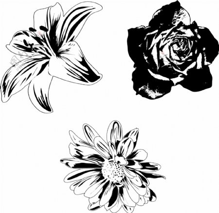黑白玫瑰菊花紫荆花