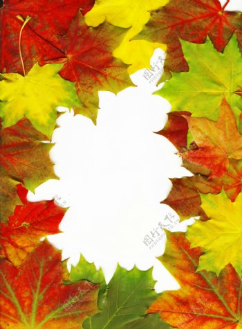 秋天的枫叶帧背景