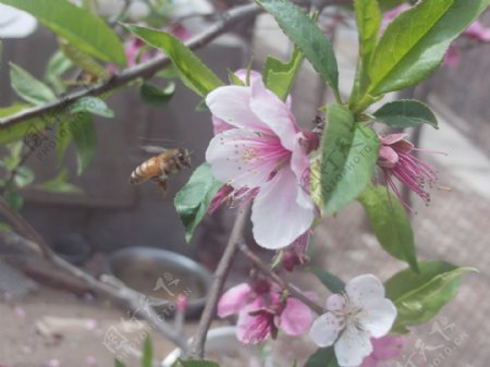 蜜蜂与桃花图片