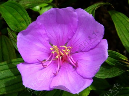 紫色花鲜花高清花朵