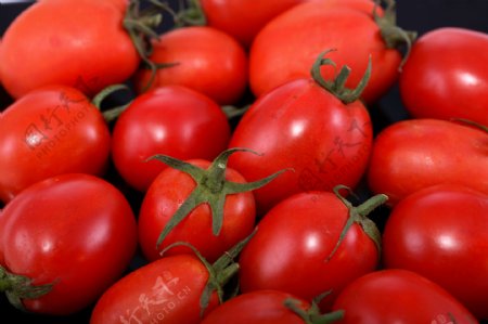 西红柿蕃茄图片