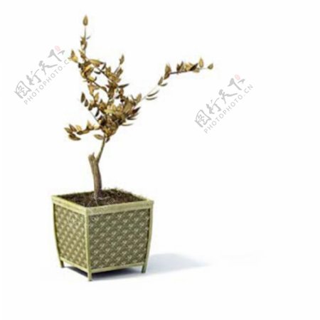 3D室内室外装饰植物盆景盆栽模型