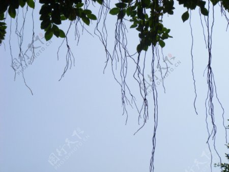 树藤根须