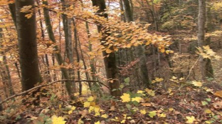 平移秋季森林蓄积的录像