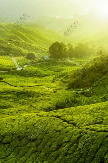 绿色唯美茶树山