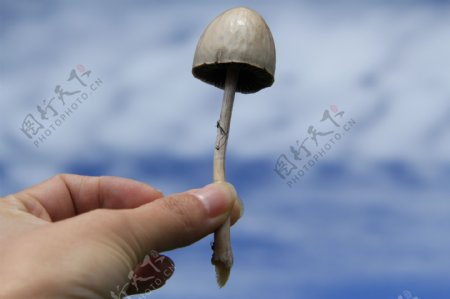 手中蘑菇图片