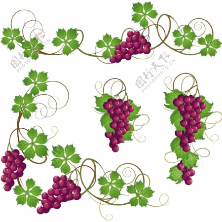紫葡萄串和葡萄叶矢量素材