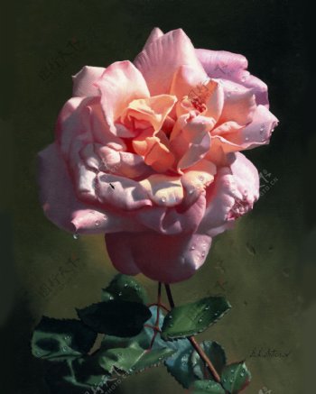 粉色玫瑰油画图片