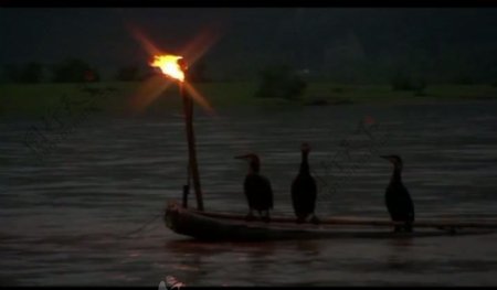 夜晚河中捕鱼视频素材图片